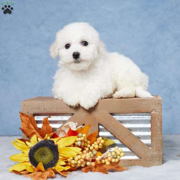 Benji, Bichon Frise Puppy